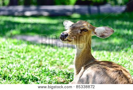 Deer (brow-antlered)