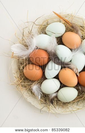 Eggs In A Nest