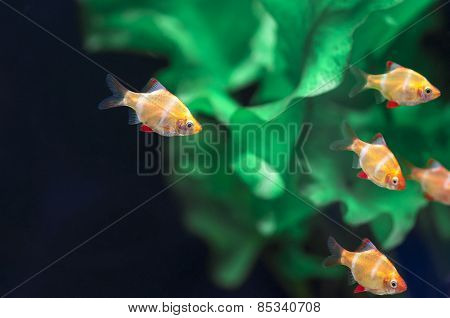 Fish