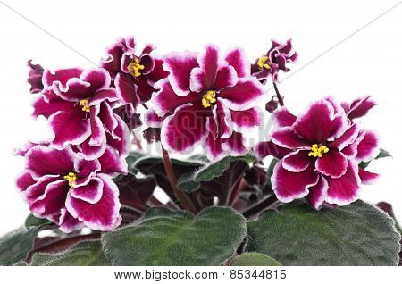 Violet Flower