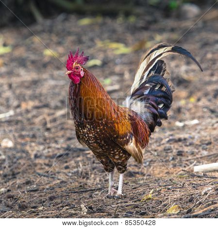 Ruster Chicken Portrait In Hawaii