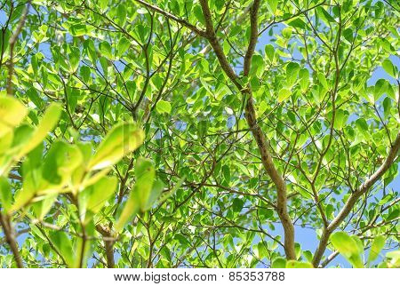 Abstract green Leaves Background.