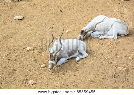 The Curved Horned Antelopes Addax (addax Nasomaculatus)  Laying On The Ground