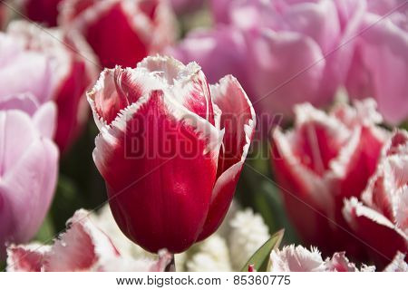 Bright Reddish Pink Tulips