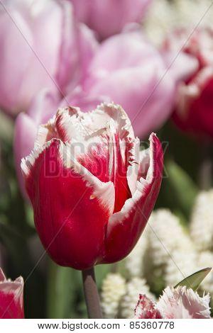 Bright Reddish Pink Tulips