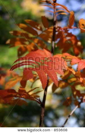 Rowan