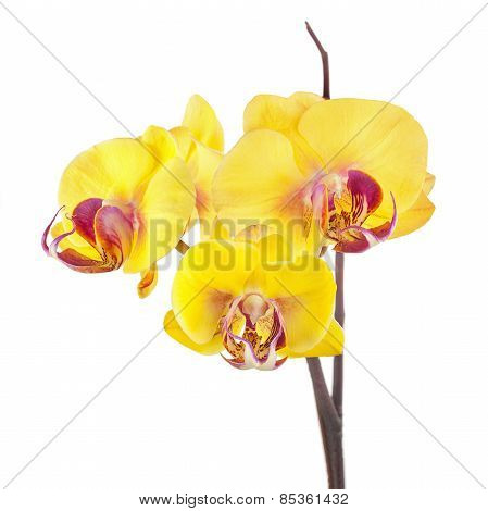 Blooming Twig Of Yellow Purple Orchid Isolated On White Background.