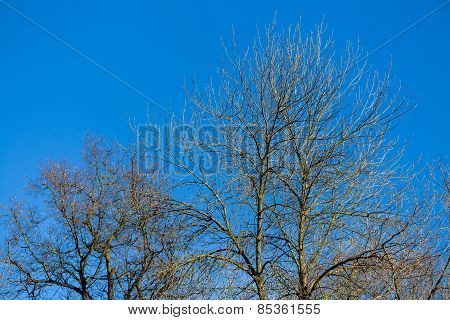 Tree Without Leaves
