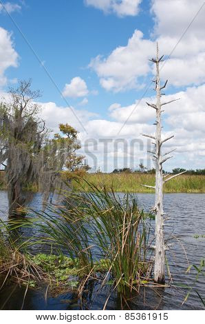 The swamp tour