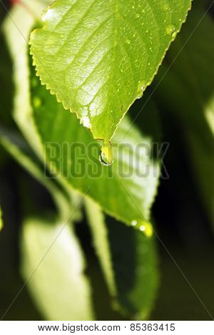 Garden Plants Are In Raindrops