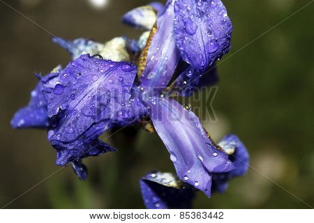 One Violet Garden Iris