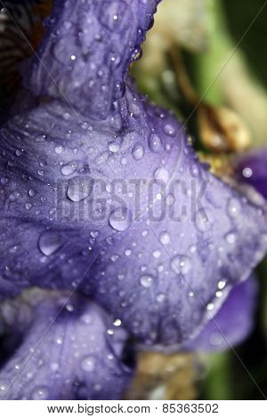 Garden Iris