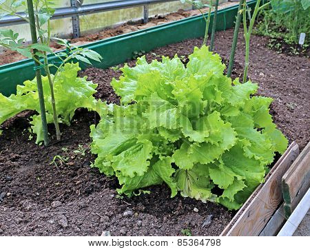 Plant Leafy Lettuce In The Gardenbed