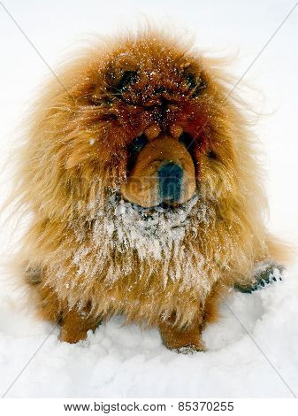 Chow Chow Dog Dina On White Snow