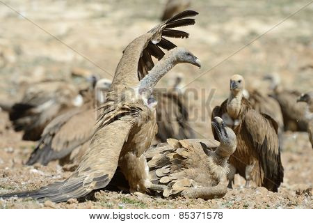Griffon vulture