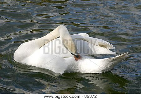 Swan Gefiederpflege