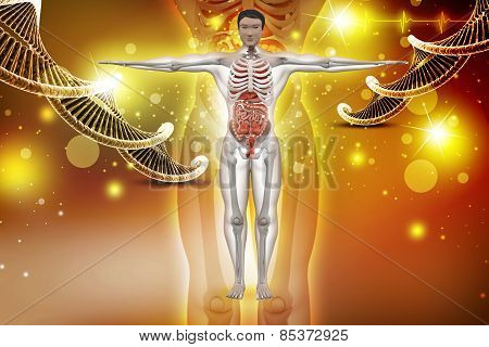 human anatomy with dna
