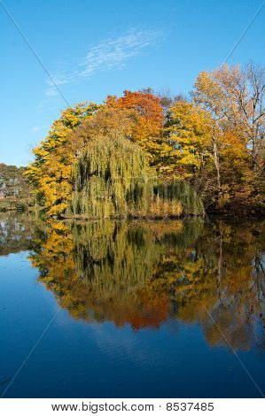 Arbres à un lac en automne