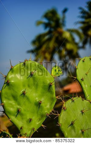 Prickly pear cactus of blue sky