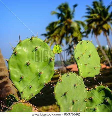 Prickly pear cactus of blue sky