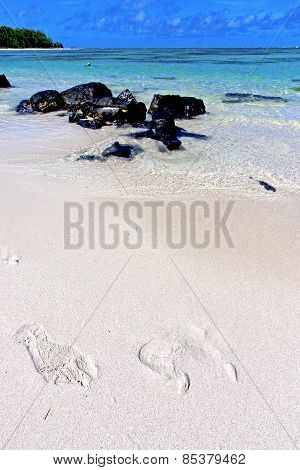 Beach Ile Du Cerfs Seaweed In Indian Footstep