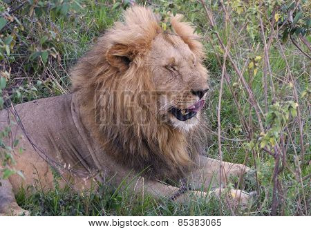 young lion