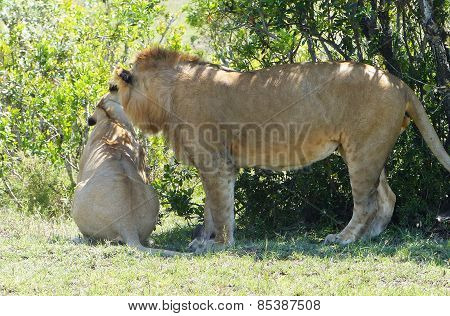 lion couple