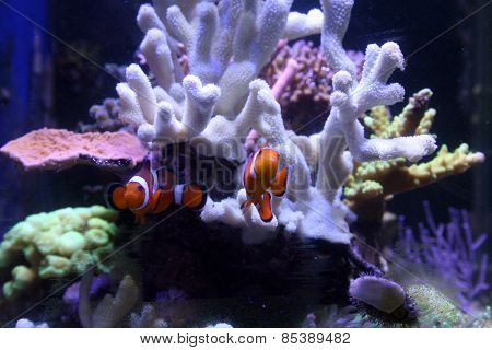 Aquarium With Corals