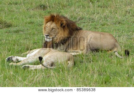 lion couple