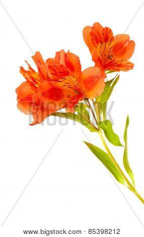 Orange Alstroemeria Isolated On White
