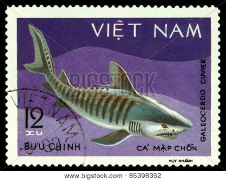 Vintage  Postage Stamp. Galeocerdo Cuvier.