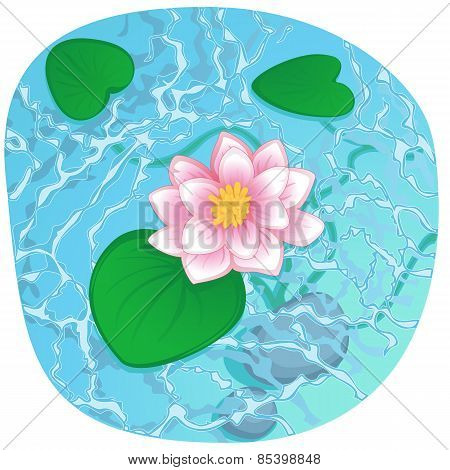blooming lotus on shining water