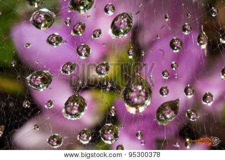 flower drops