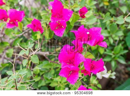 Bougainvillea Flower In The Garden