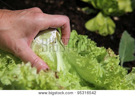 Harvesting Lettuce