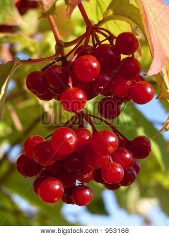 Viburnum