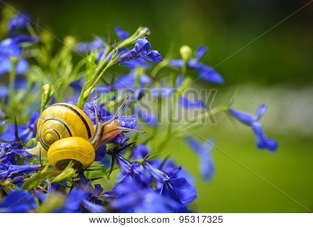 Snail