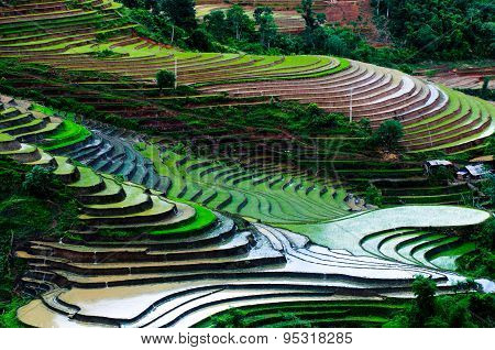 Terraced rice field in water season in Laocai province, Vietnam