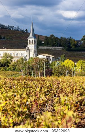 Chenas with vineyard, Beaujolais, Rhone-Alpes, France