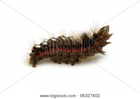  caterpillar isolated on a white background 