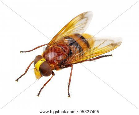 Horsefly isolated on white