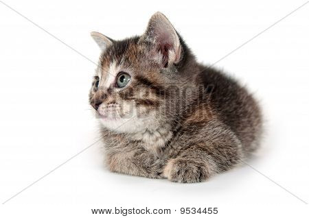 在白色的虎斑小猫