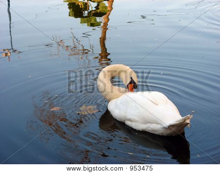 Swan