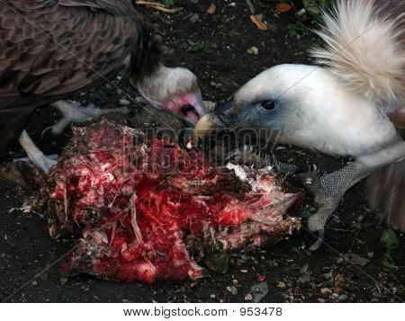 Abutres comendo