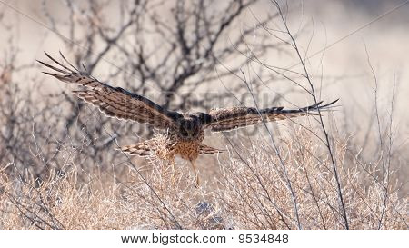 Northern Harrier v letu