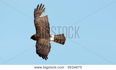 Northern Harrier v letu