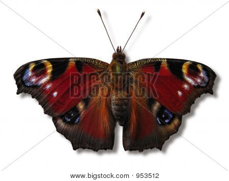 Europeanpeacock