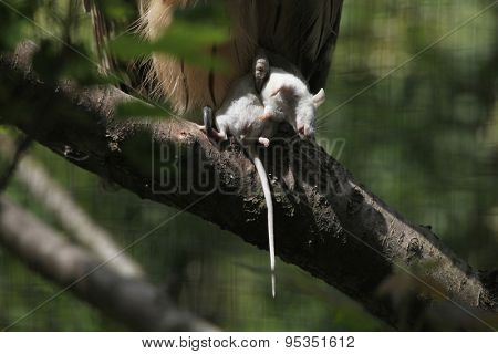 Buffy fish owl (Bubo ketupu), also known as the Malay fish owl holding a dead mouse. Wildlife animal. 
