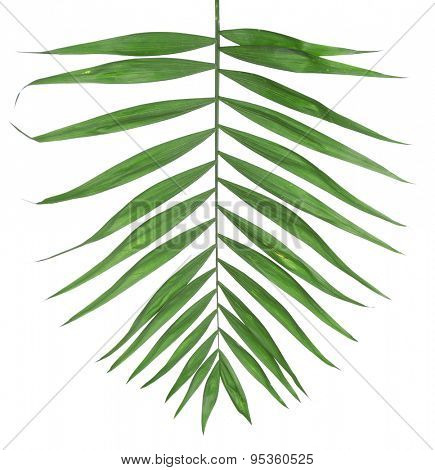 Beautiful palm leaf isolated on white