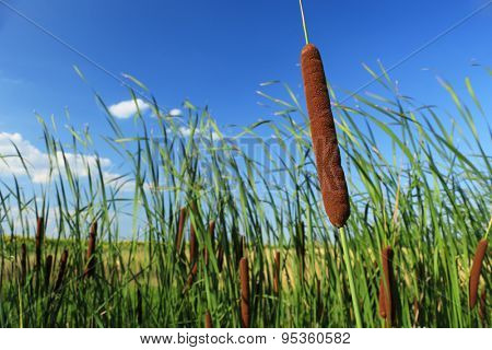 Typha latifolia, Common Bulrush, Broadleaf Cattail